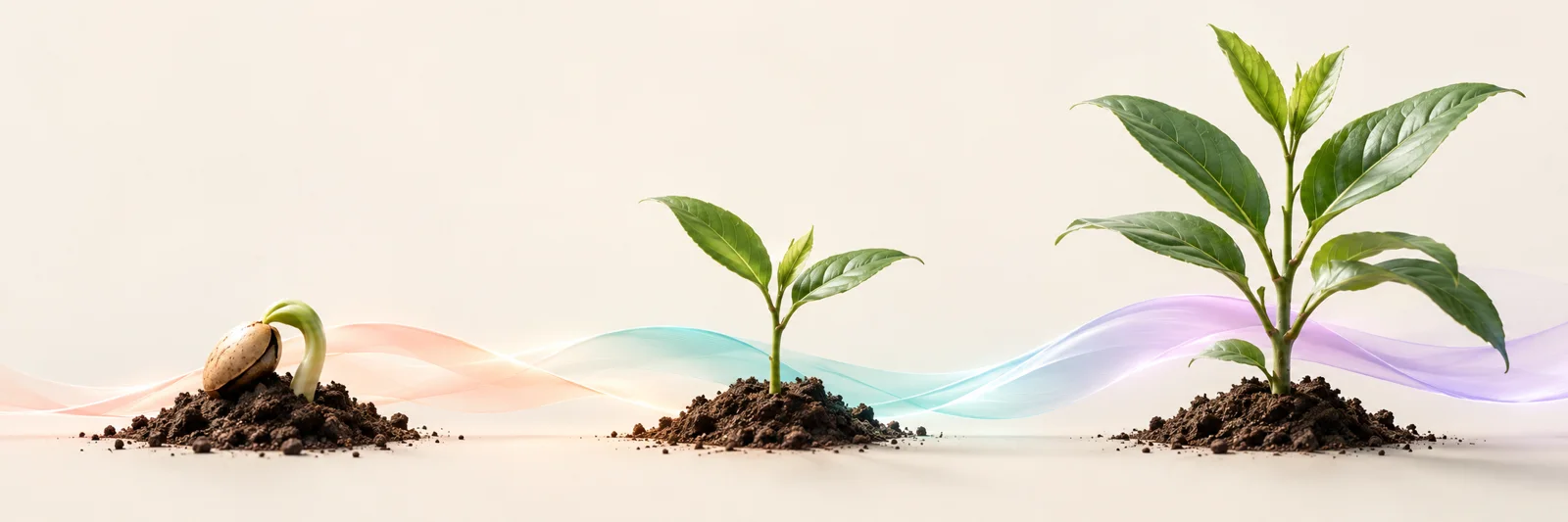 Semilla, brote y planta: una metáfora del desarrollo del talento